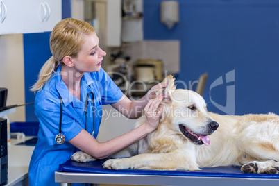 Woman vet examining a dog