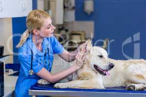 Woman vet examining a dog