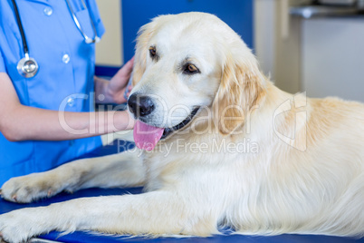 Portrait of a good dog during the vet examination