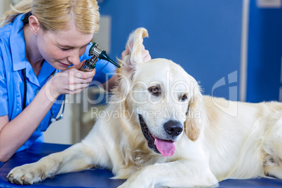 Portrait of a woman vet examining dogs ears