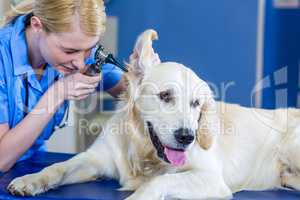 Portrait of a woman vet examining dogs ears