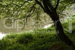 Regen bei Hirschling