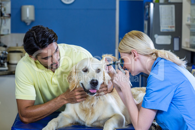 Owner holding his dog during the vet examination
