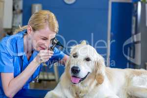 Woman vet examining the ears of a dog