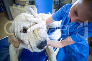 Close up on a woman vet examining a dog