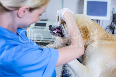 Woman vet exqmining a dog