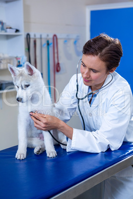 A woman vet examining a dog