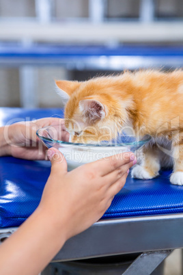 Close up of kitten drinking milk