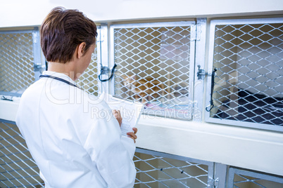 A woman vet observing a kitten