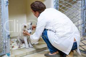 A woman vet examining a dog