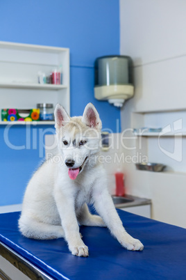 A dog posing on a table