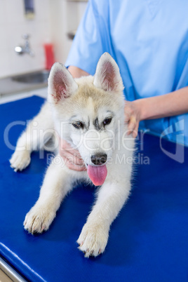 A woman vet petting a dog