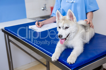 A woman vet petting a dog