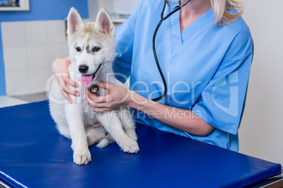 A woman vet examining a dog