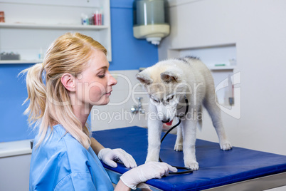 A woman vet examining a dog