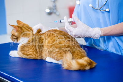 A woman vet putting down a cat