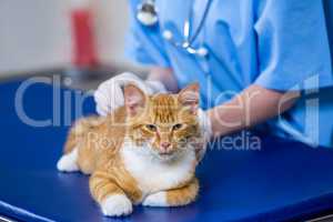 A woman vet putting down a cat