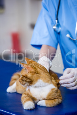 A woman vet examining a cat