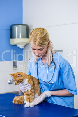 A woman vet examining a cat