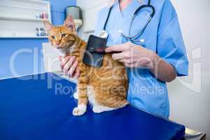 A woman vet brushing a cat