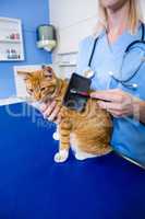 A woman vet brushing a cat