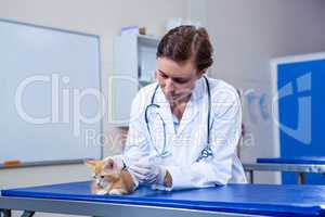 A woman vet putting down a kitten