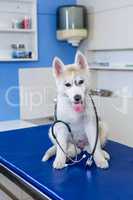 A dog holding a stethoscope