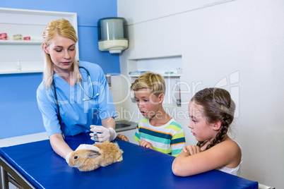 A woman vet putting down a rabbit