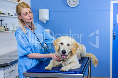 A woman vet examining a dog