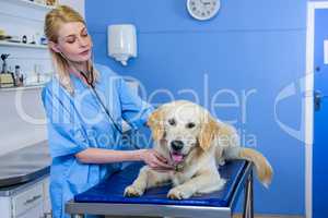 A woman vet examining a dog