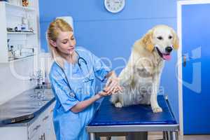 A woman vet examining a dog