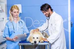 Two vets examining a dog