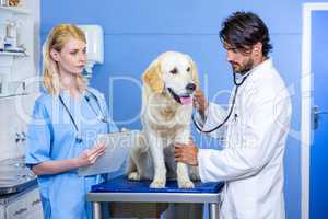 Two vets examining a dog