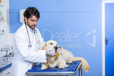 A man vet examining a dog A man vet examining a dog