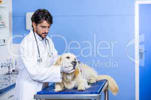 A man vet examining a dog