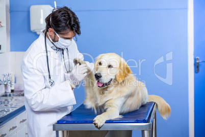 A man vet examining a paw of dog