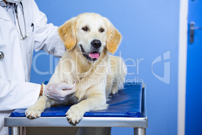 Close up of man vet petting a dog