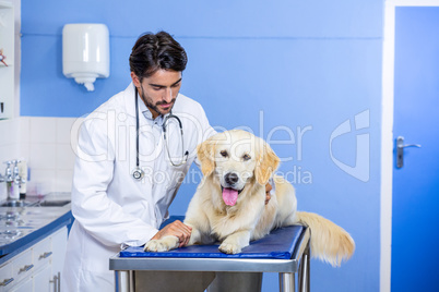 A woman vet examining a dog