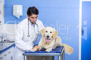 A woman vet examining a dog