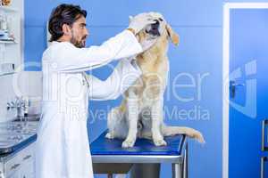 A man vet examining the head of dog