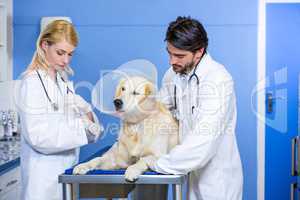 Two vets taking care of a dog