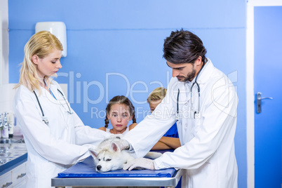 Two vets examining a dog