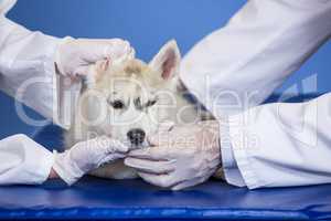 Close up of two vets examining the head of dog
