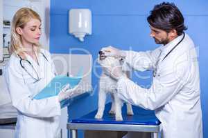A man vet examining a dog while woman vet taking notes