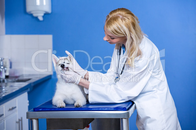 A woman vet examining a dog