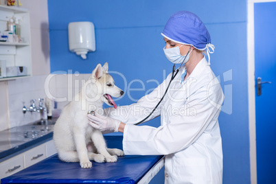 A woman vet examining a dog
