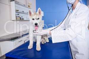 Close up of woman vet examining a dog