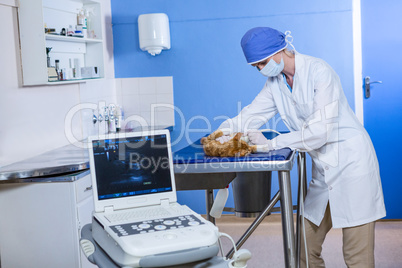 A woman vet doing a ultrasound scan to a kitten
