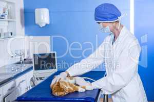 A woman vet doing a ultrasound scan to a kitten