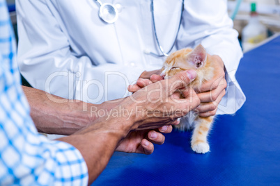 Close up of hands petting a kitten